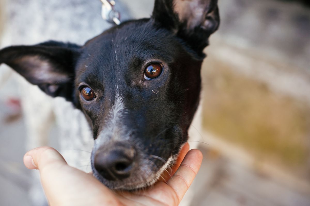 A stray dog