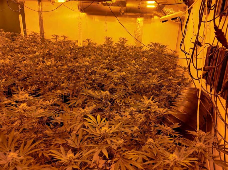 Hadleigh cannabis farm