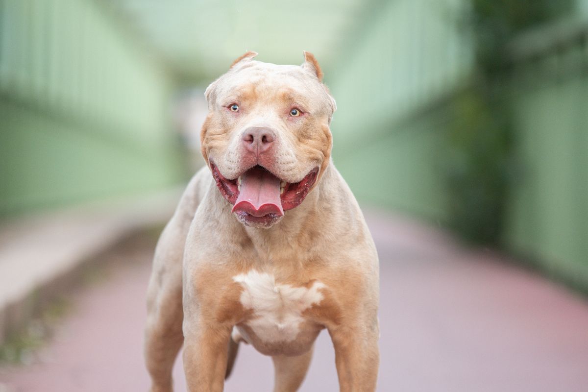 An XL Bully