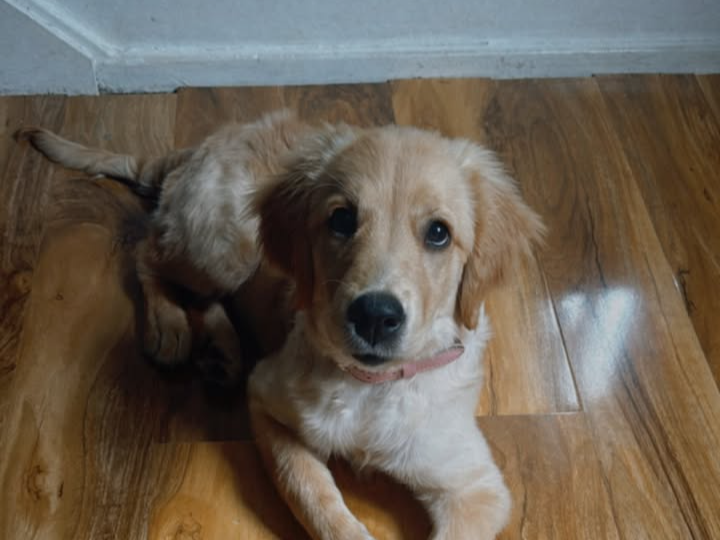A golden retriever puppy