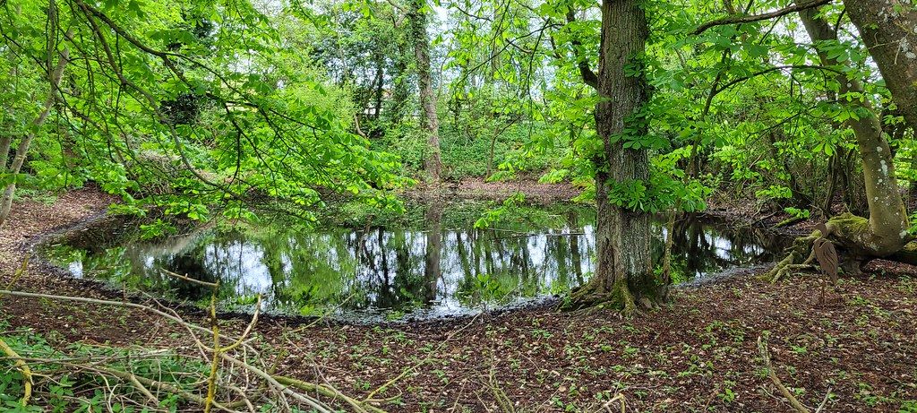 A small woodland pond surrounded by trees in Suffolk, part of a Private Nature Reserve