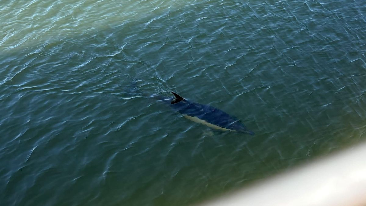Did he get stuck here on porpoise? Surprise visitor makes a splash in Ipswich