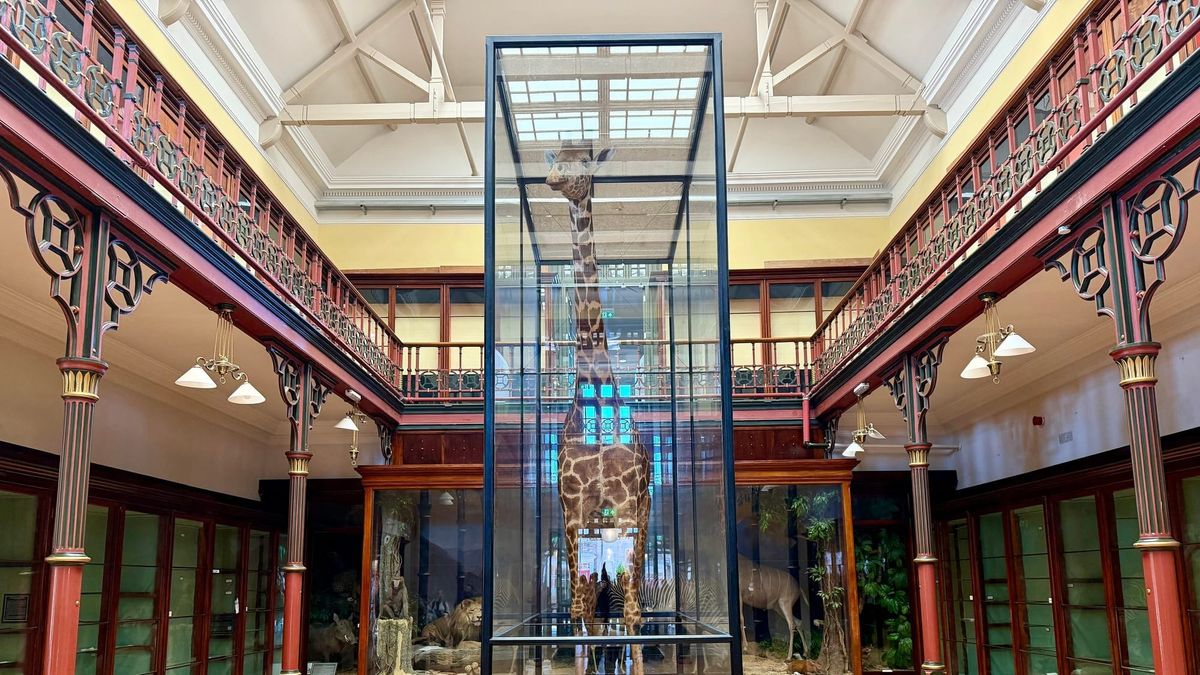 A tall order: The day a giraffe came to Ipswich by train