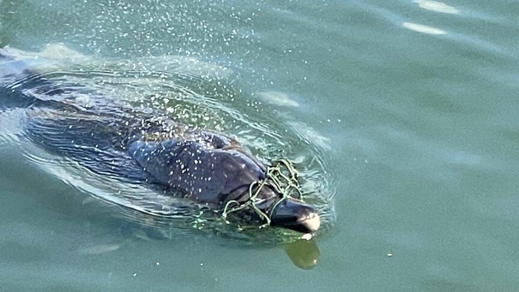 Dolphin found dead in River Orwell