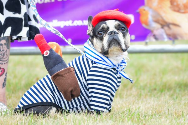 A pug in a French costume