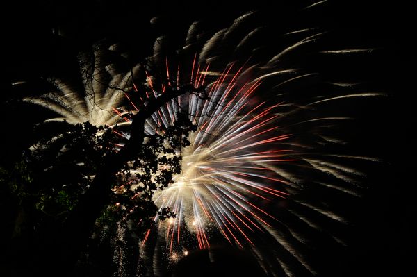Fireworks behind a tree at Christchurch Park in Ipswich