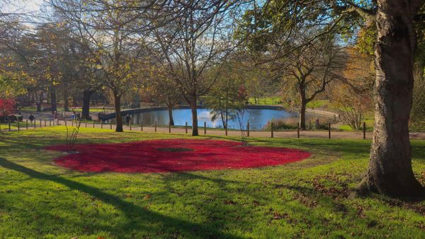 A big red poppy in the grass ready for the Remembrance Service at Christchurch Park in 2020