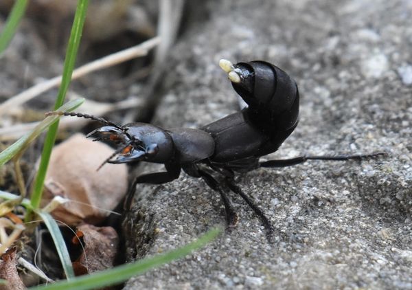 Devil’s coach horse beetle in Ipswich