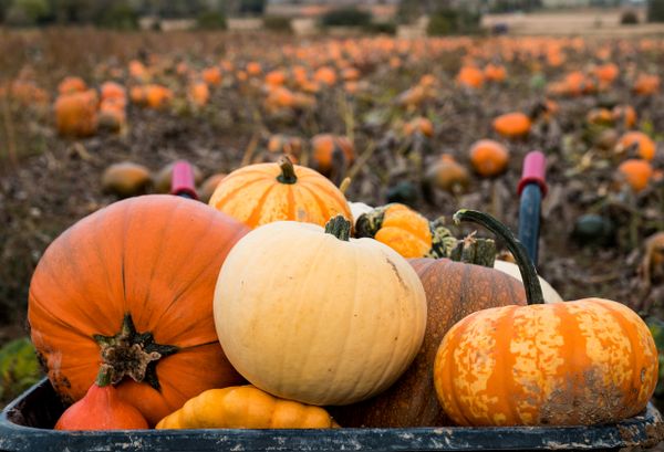 Pumpkins in a wheelbarrow