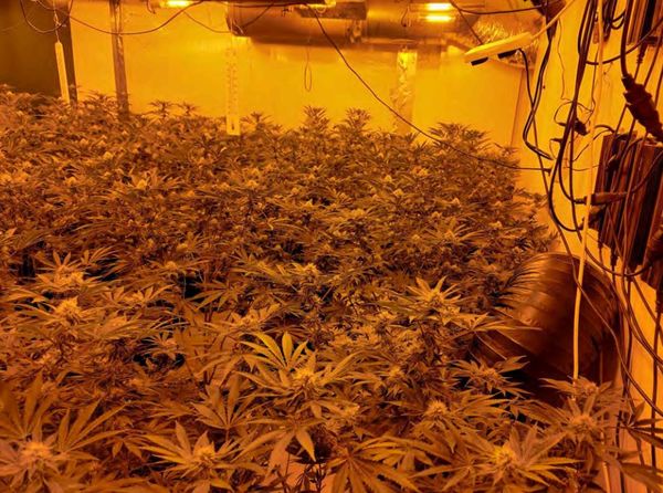 Hadleigh cannabis farm