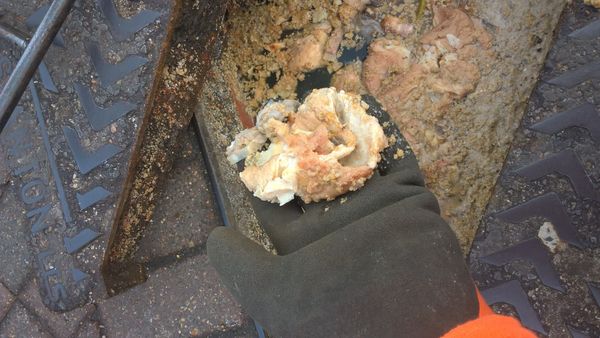 Turkey fat in a drain