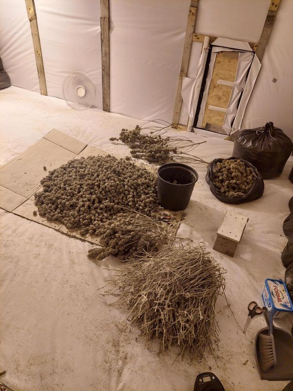 Cannabis farm in Felixstowe