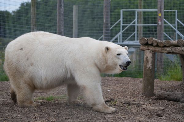 Polar bear Hope at Jimmy's Farm in Ipswich