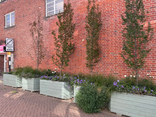 One of four young hornbeam trees on Tower Street was vandalised