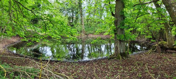 A small woodland pond surrounded by trees in Suffolk, part of a Private Nature Reserve