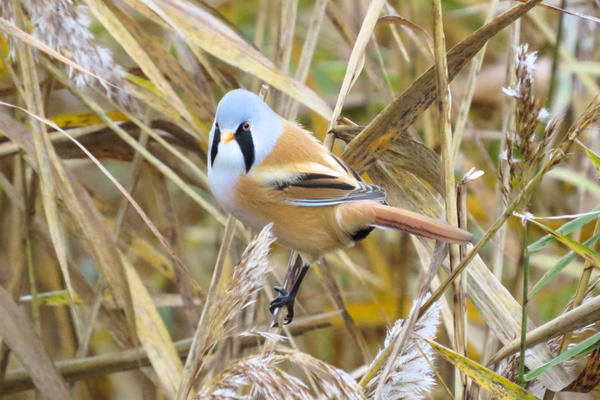 Bearded reedling or bearded tit