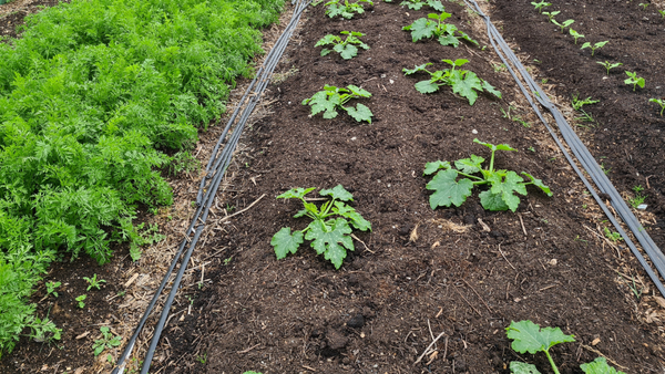 Free family open day at Ipswich community farm this Sunday