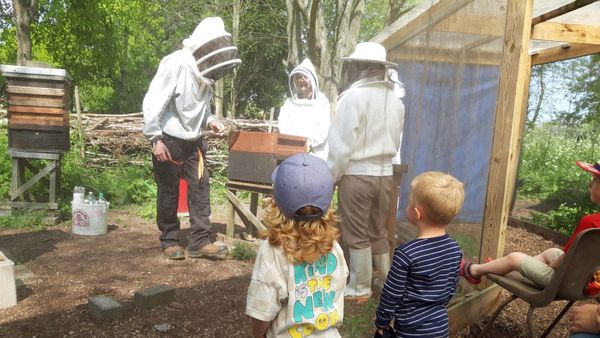 Bug hunts and bee visits on offer at Ipswich nature day