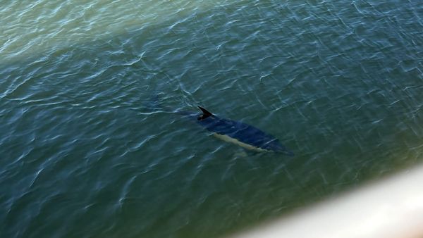 Did he get stuck here on porpoise? Surprise visitor makes a splash in Ipswich