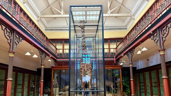 A tall order: The day a giraffe came to Ipswich by train