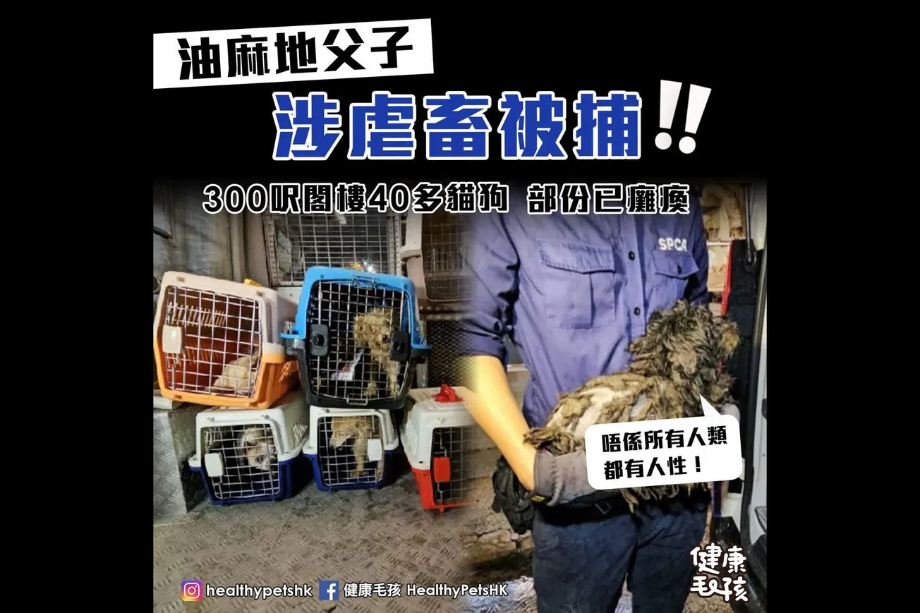 油麻地父子 涉虐畜被捕！300呎閣樓40多貓狗 部份已癱瘓