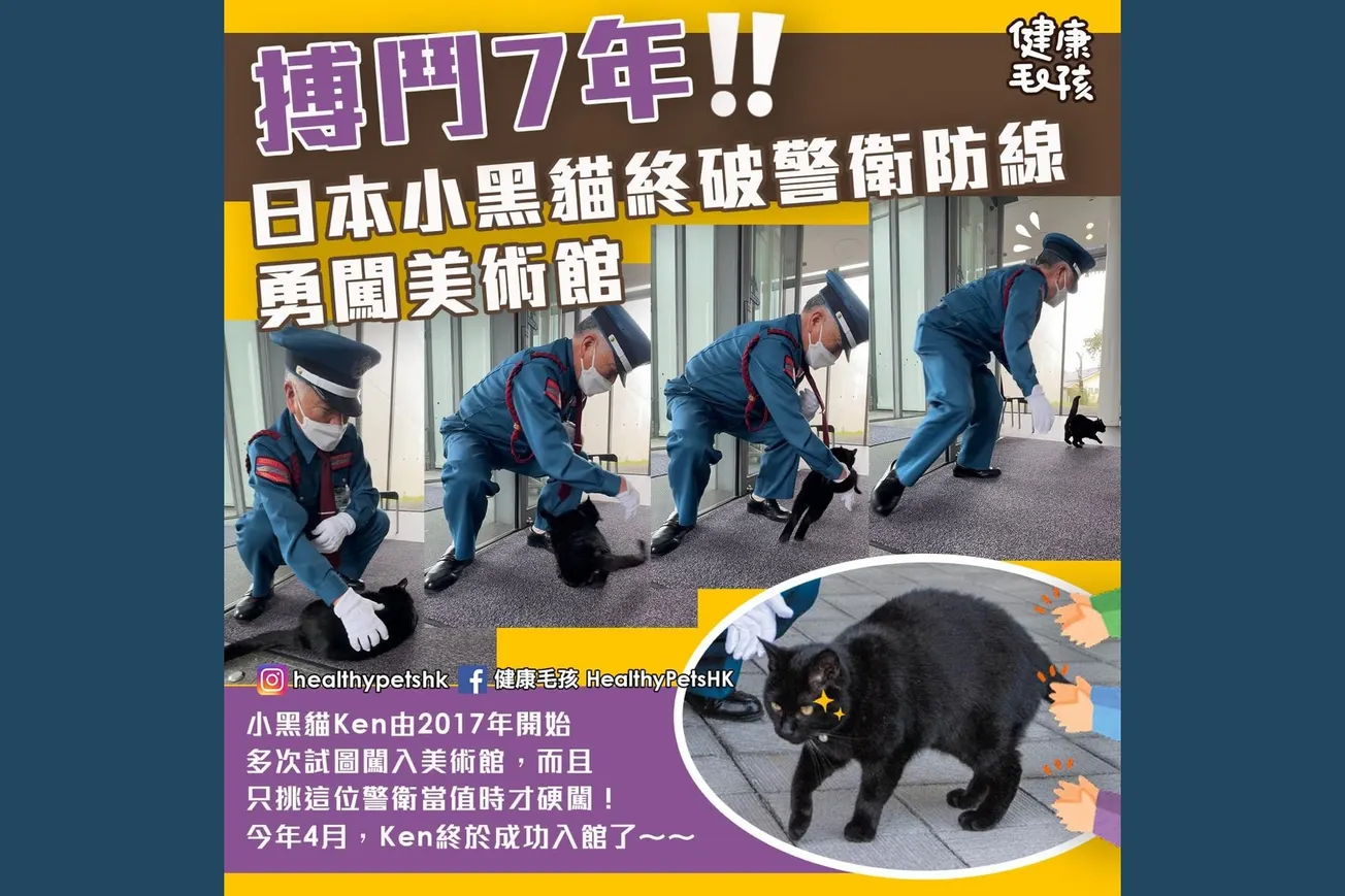 搏鬥7年！日本小黑貓終破警衛防線 勇闖美術館