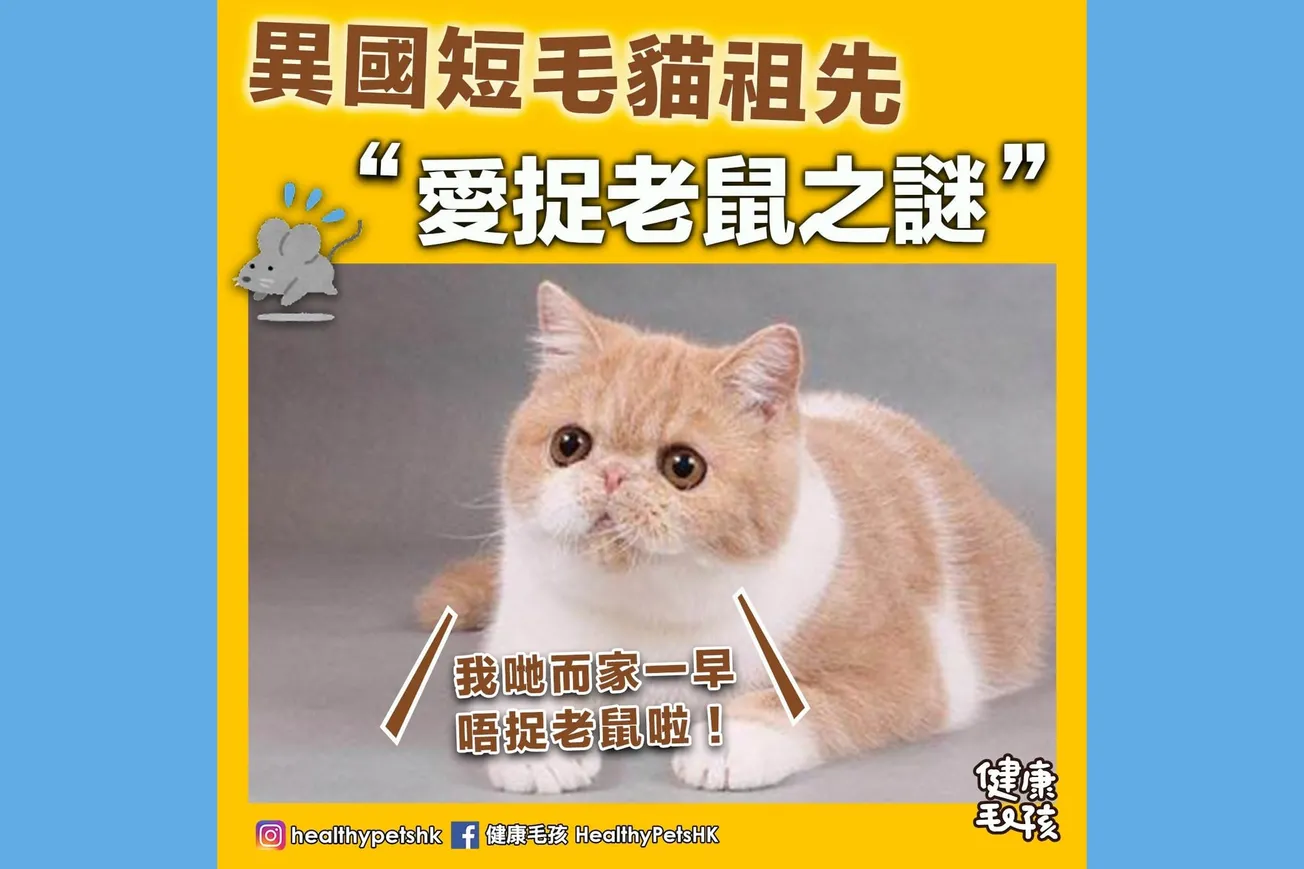 異國短毛貓祖先 「愛捉老鼠之謎」