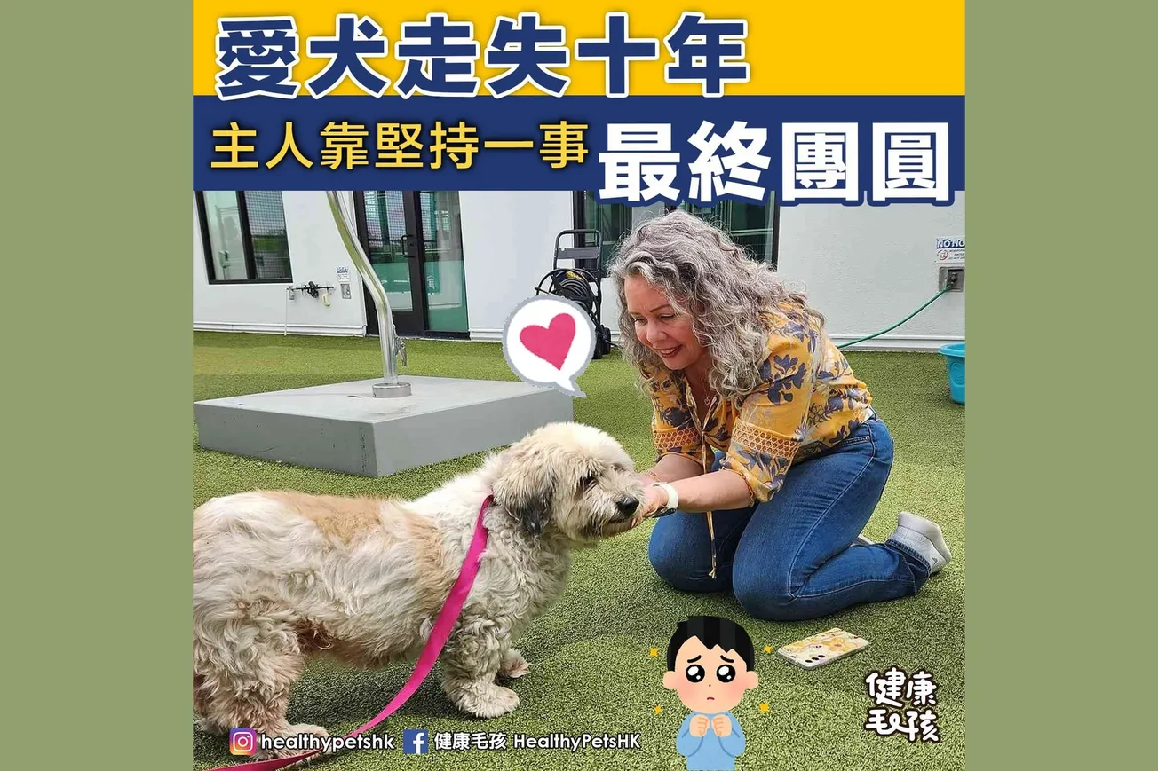 愛犬走失十年 主人靠堅持一事最終團圓