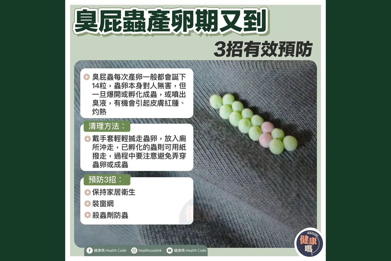 臭屁蟲產卵期又到 3招有效預防