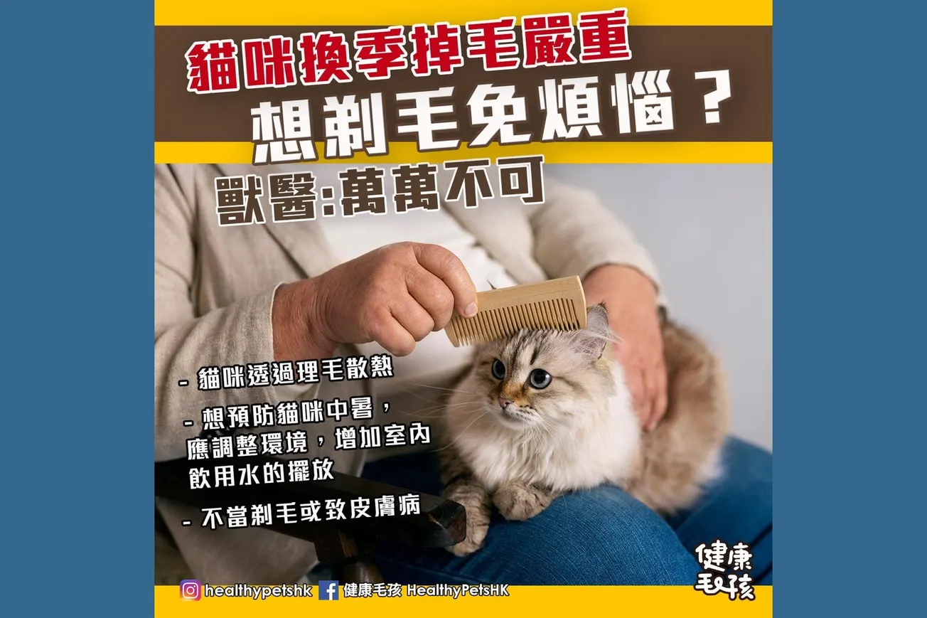 貓咪換季掉毛嚴重 想剃毛免煩惱 獸醫：萬萬不可！