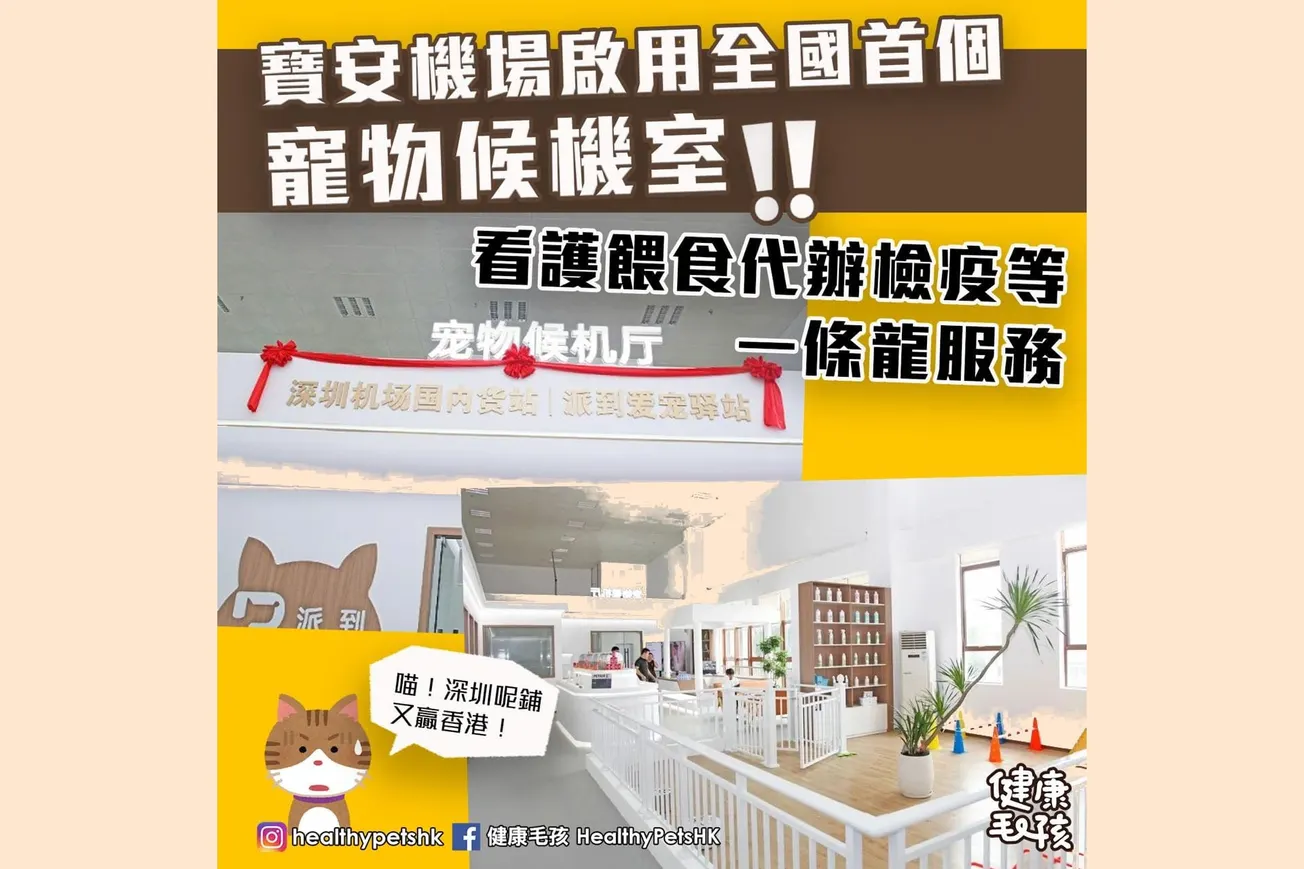 寶安機場啟用全國首個寵物候機室！看護餵食代辦檢疫等一條龍服務