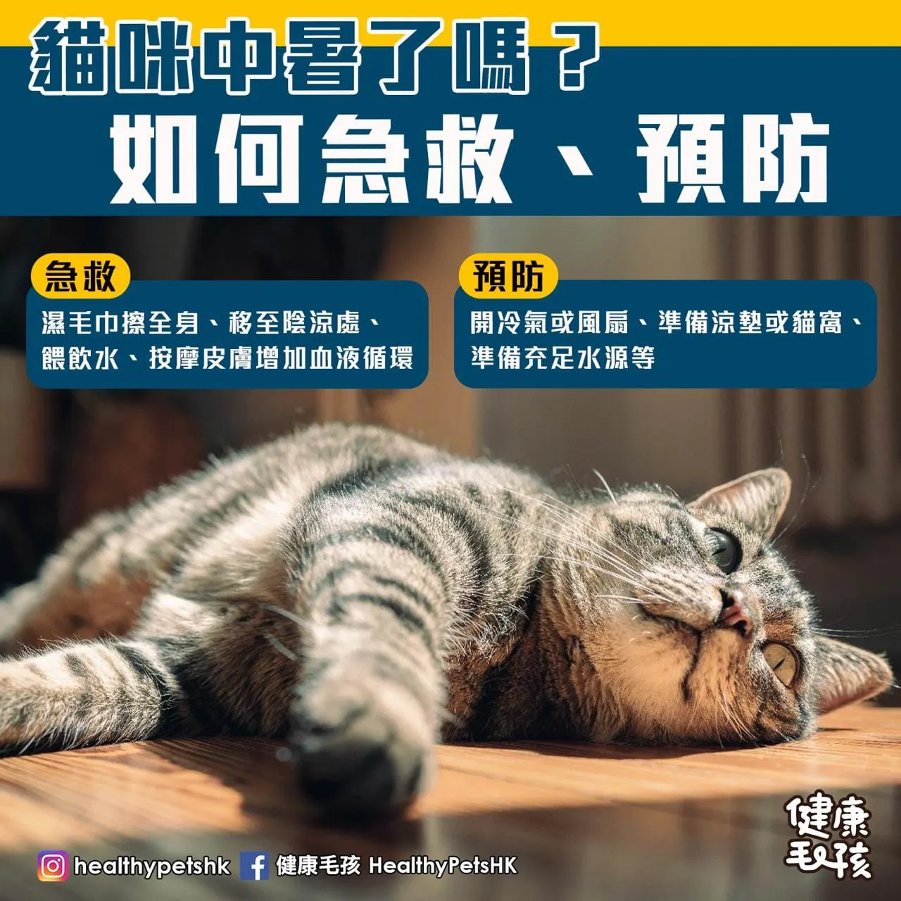 貓咪中暑了嗎？如何急救、預防？