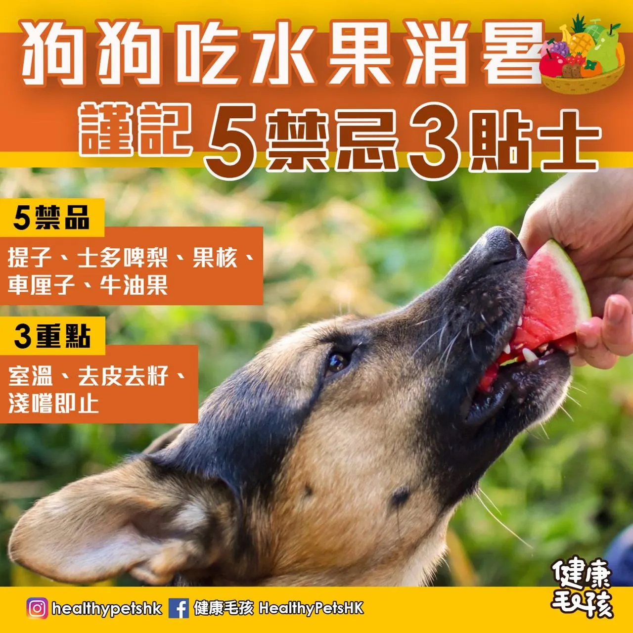 狗狗吃水果消暑 謹記 5 禁忌 3 貼士