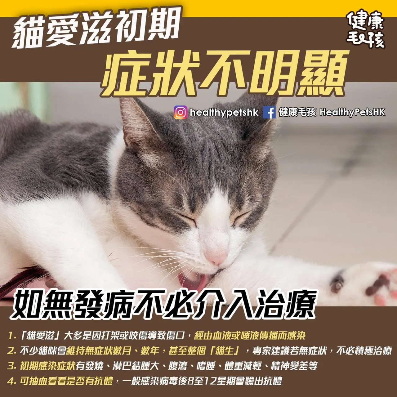 貓愛滋初期症狀不明顯