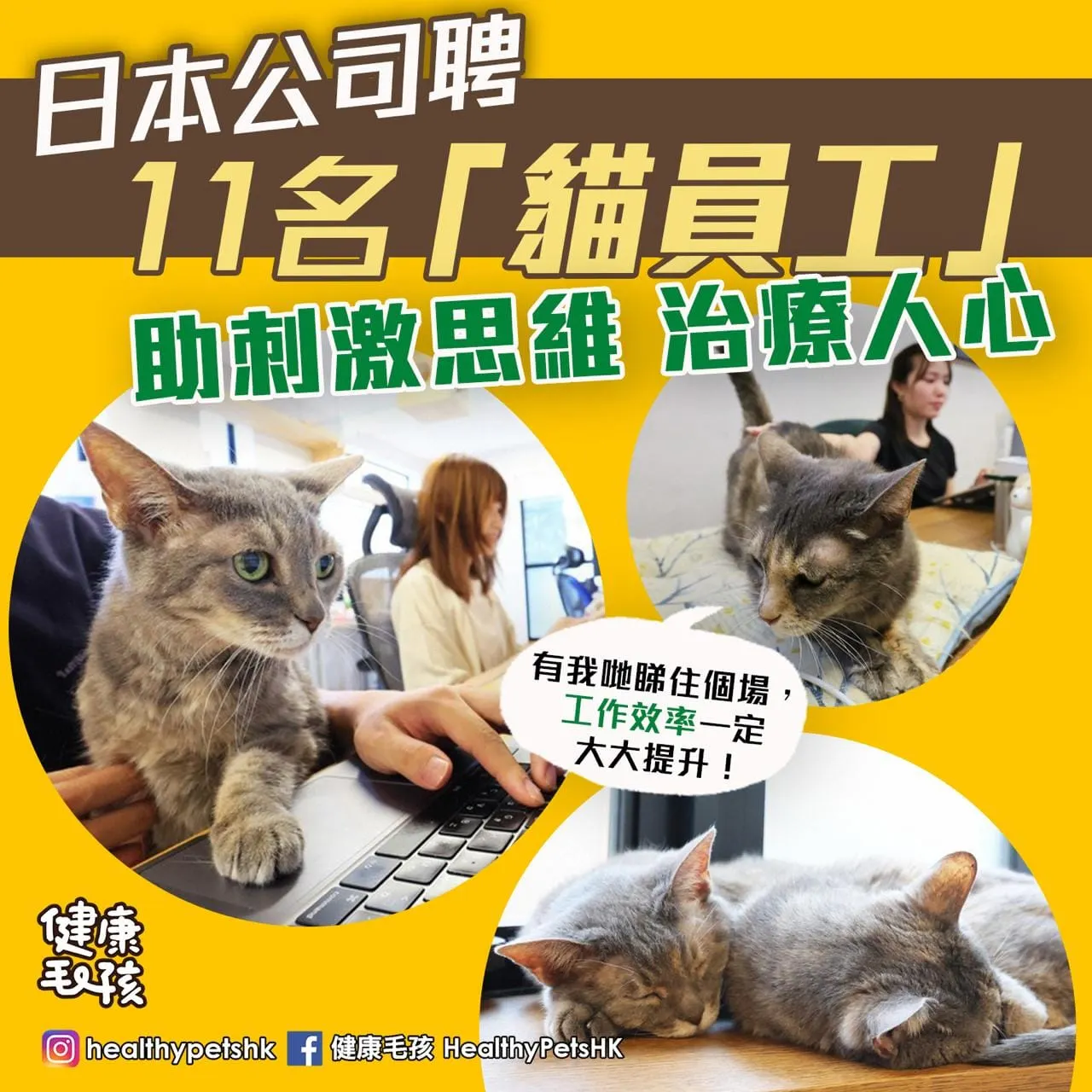 日本公司聘11名「貓員工」 助刺激思維 治療人心