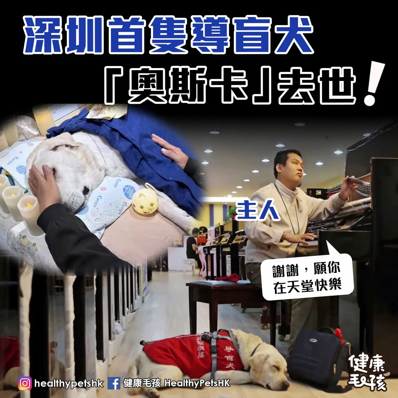 深圳首隻導盲犬 「奧斯卡」去世