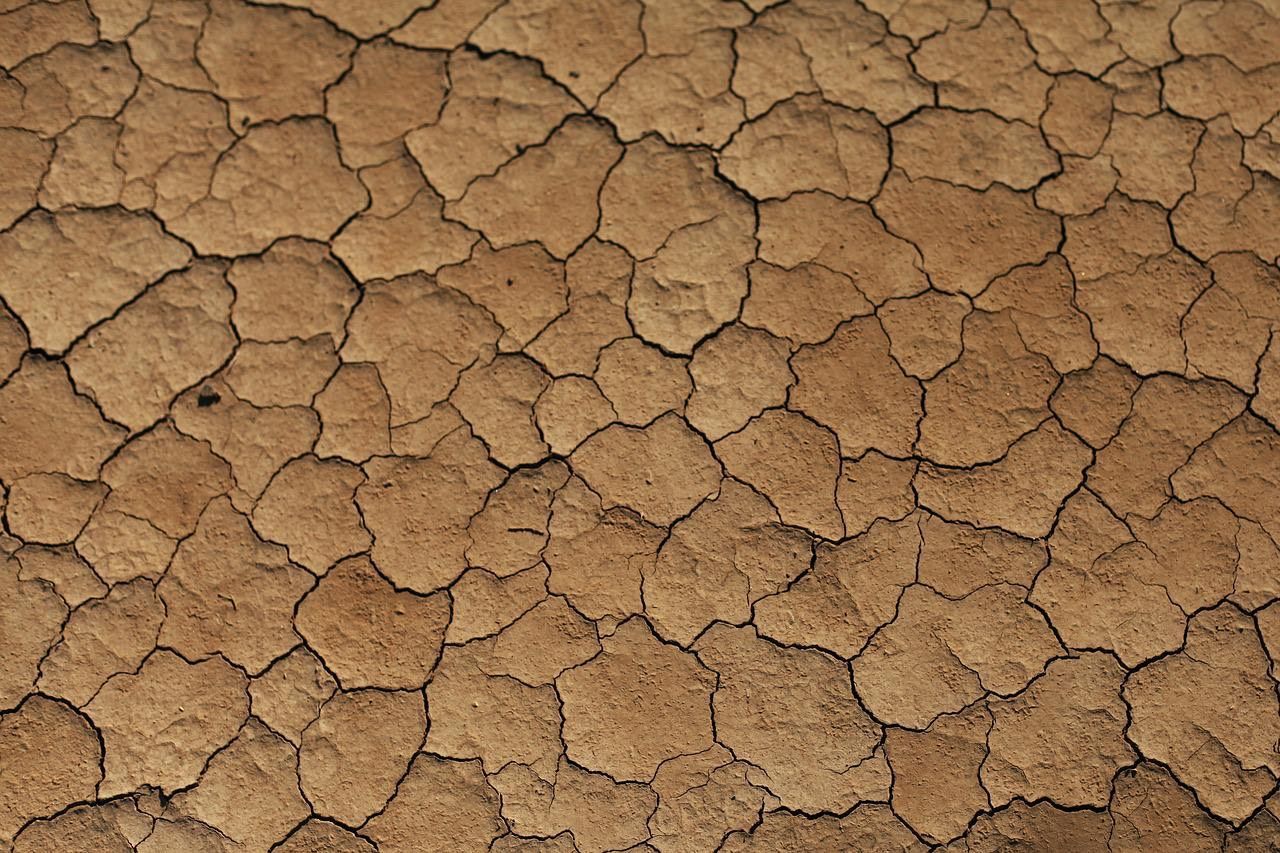 Réchauffement climatique :     
quels impacts sur les cultures agricoles ?