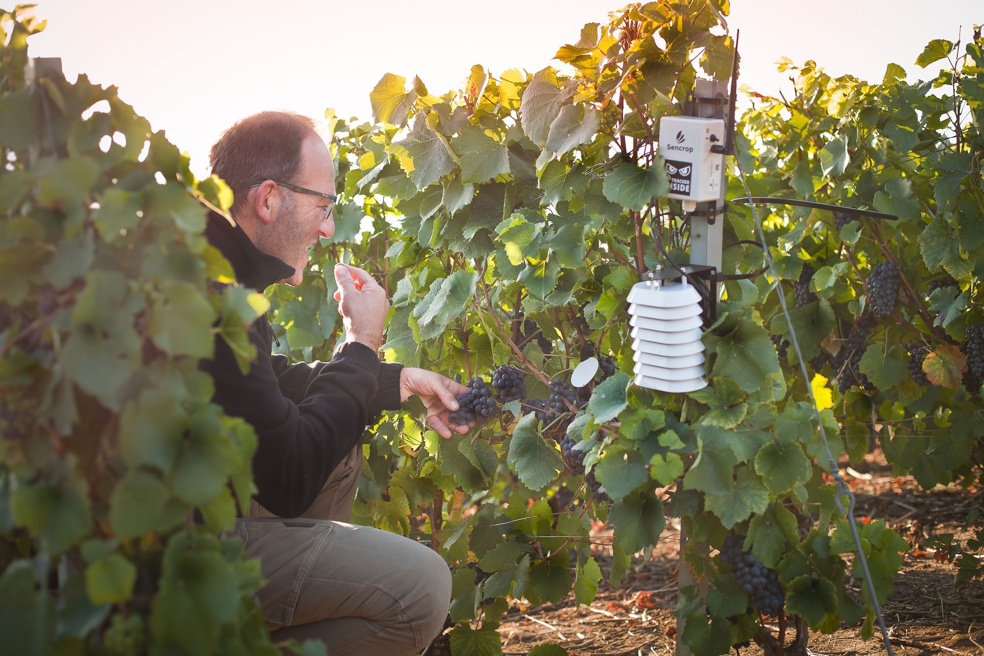 Améliorer la protection des vignes tout en réduisant son IFT avec Sencrop