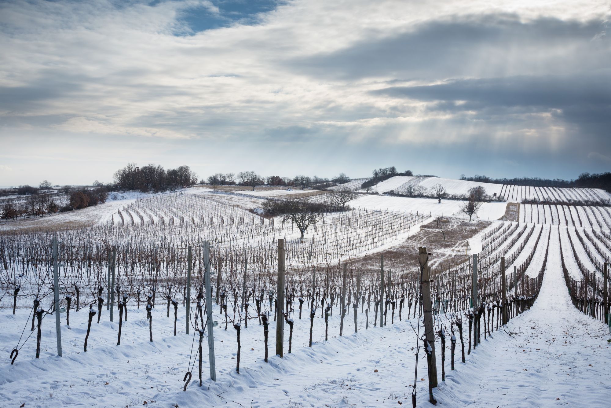 L’hiver 2022-2023 a de nouveau été trop doux et trop sec en France