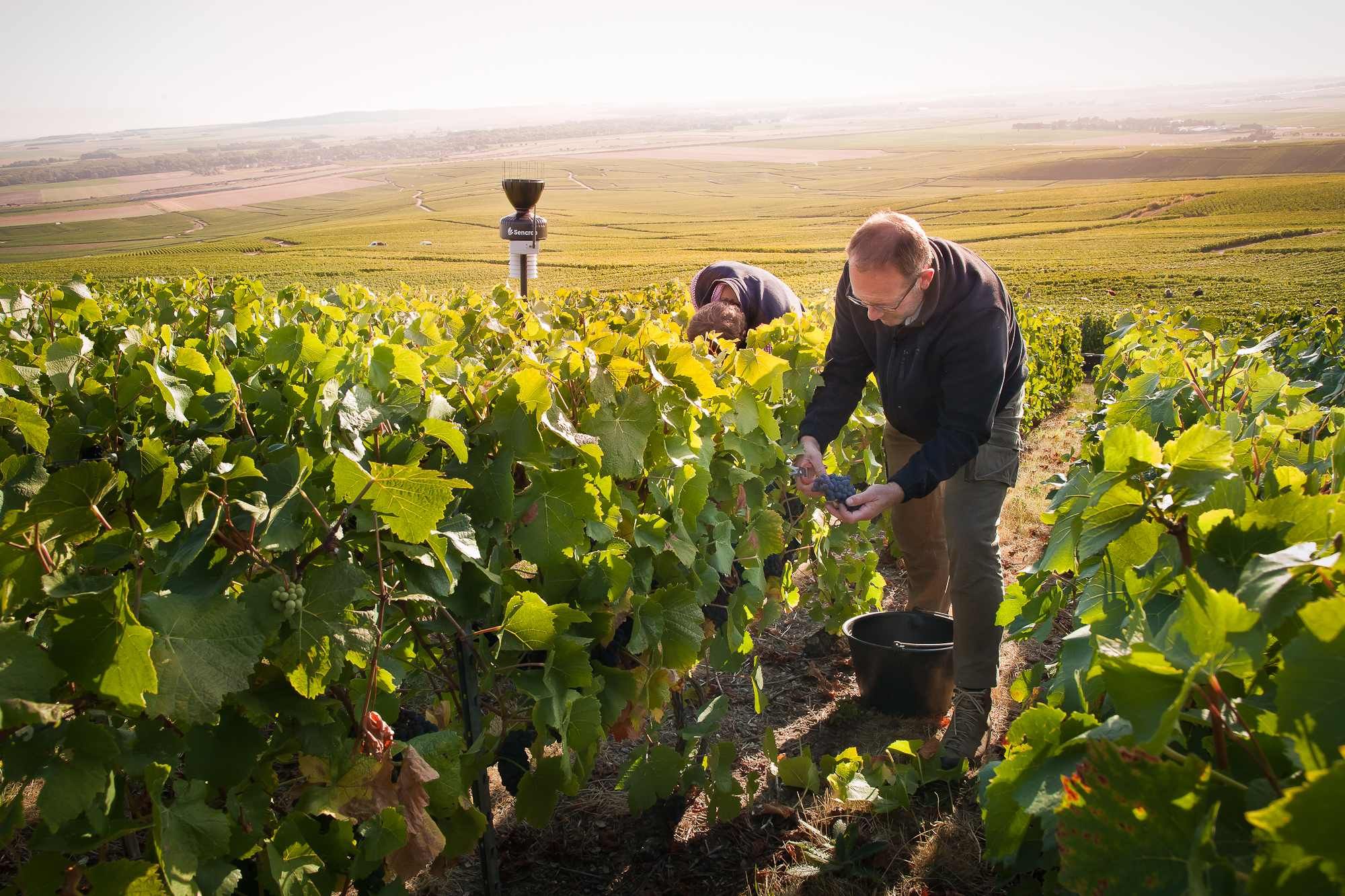 Viticulture : quelles estimations pour les vendanges 2023 ?