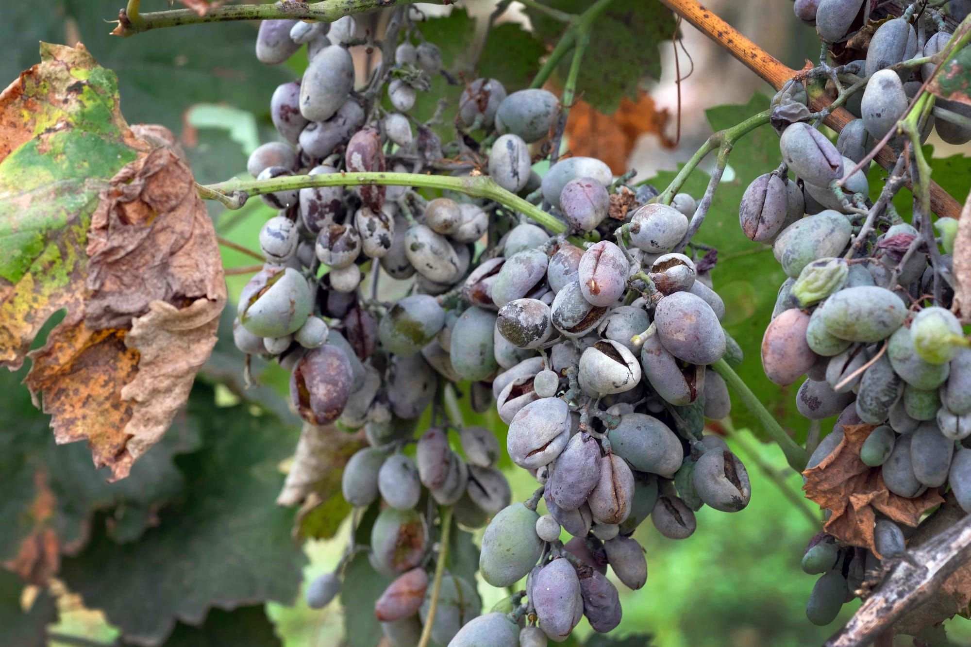 Comment lutter contre l’oïdium de la vigne ?