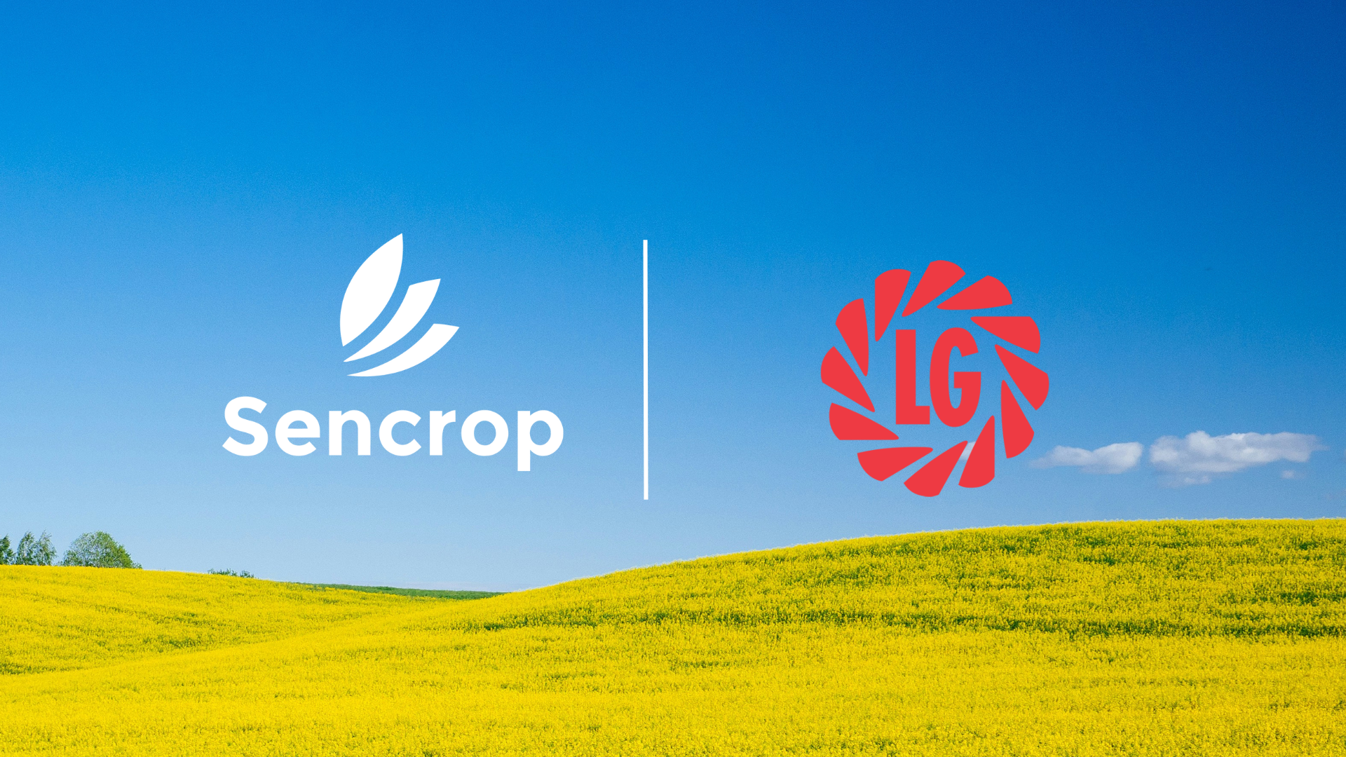 Les périodes météo clés pour réussir sa culture de colza