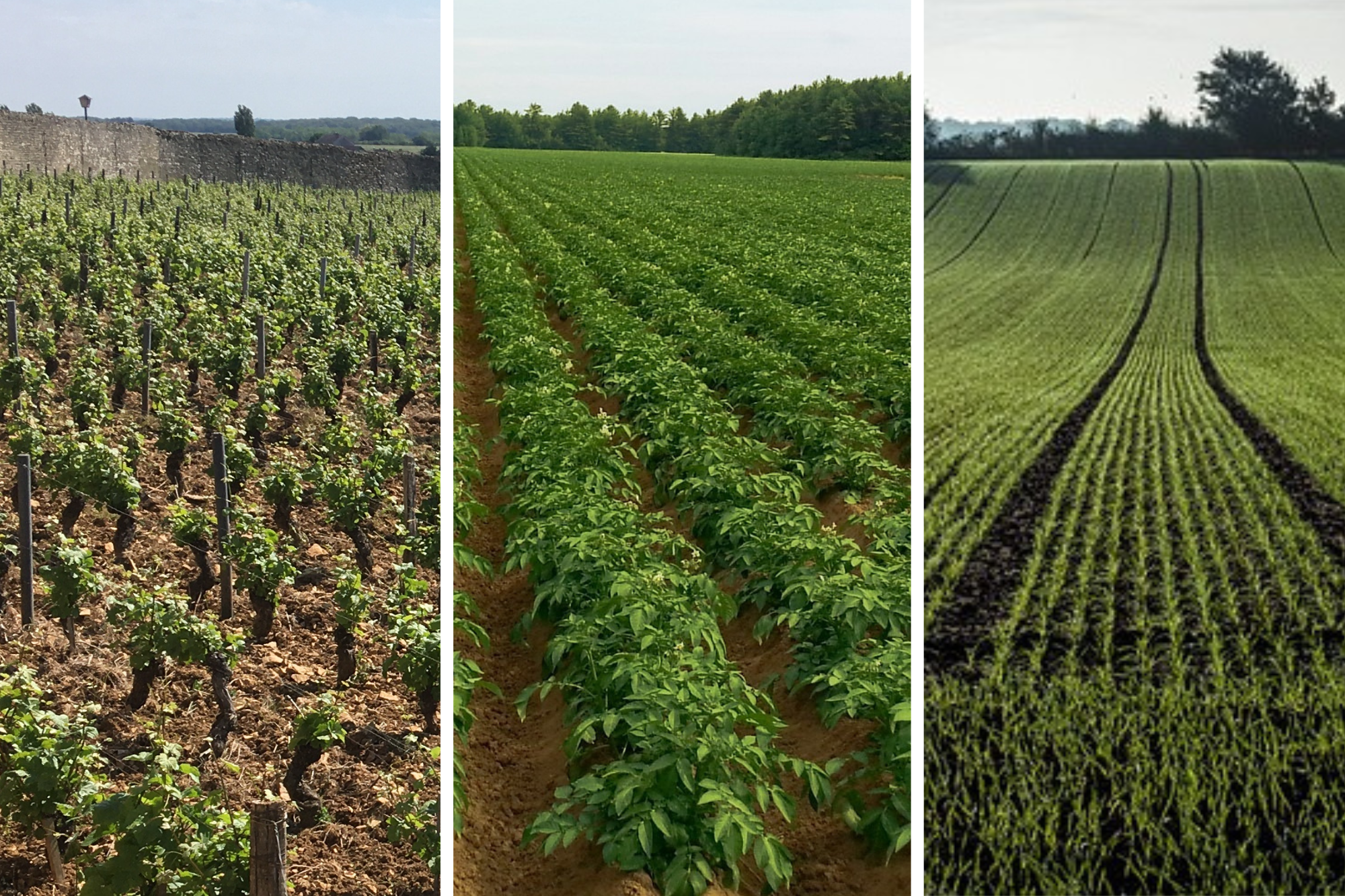 Pourquoi utiliser les biostimulants en agriculture ?