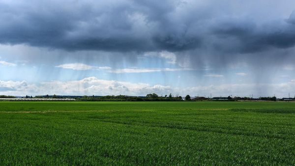 La pluie inonde la moisson, les récoltes retardées