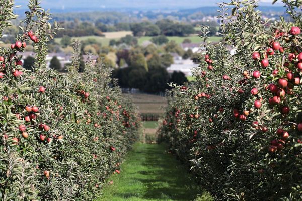 2020 : la récolte de fruits s’annonce mi-figue mi-raisin