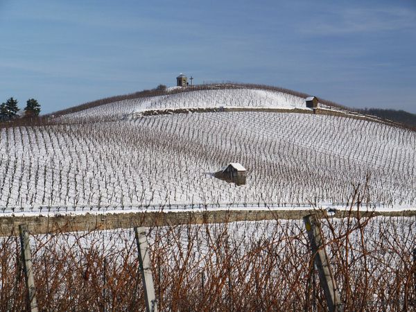 2021, l’année catastrophe pour les viticulteurs et fruitiers de France
