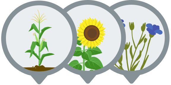 Météo ultra-locale et développement des cultures: Sencrop x Semences de France