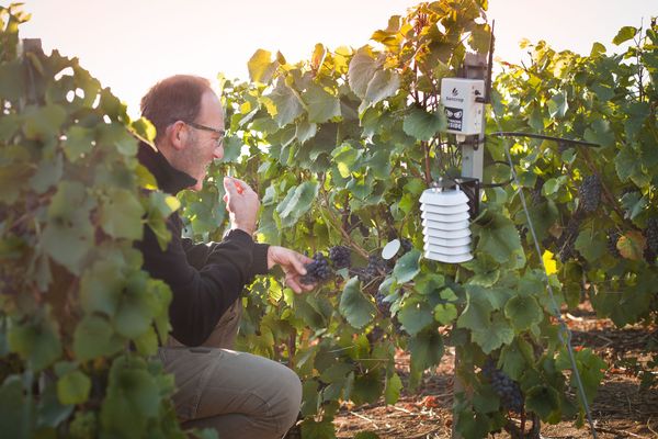 Améliorer la protection des vignes tout en réduisant son IFT avec Sencrop