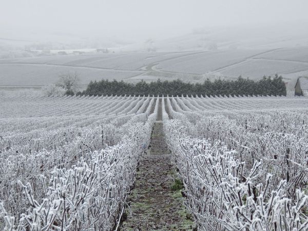 Comment lutter contre le gel en agriculture ?