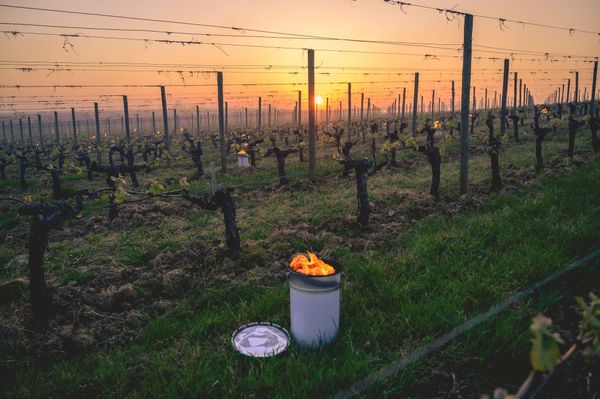 Face au gel, nouvelles nuits de lutte pour les viticulteurs et arboriculteurs
